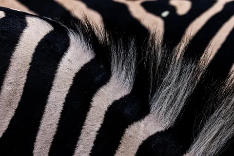 Zebra 4K Wallpaper · animals · 3840×2561