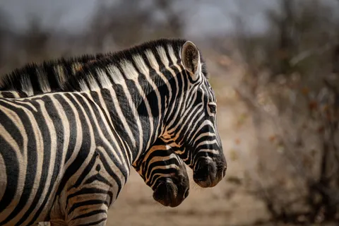 ज़ेब्रा 4K वॉलपेपर · animals · 3840×2560