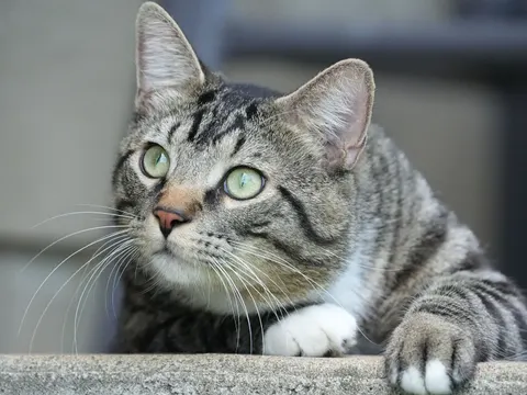 Katze 4K Hintergrundbild · animals · 3840×2882