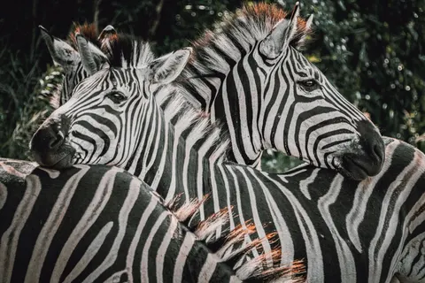Zebra 4K Wallpaper · animals · 3840×2560