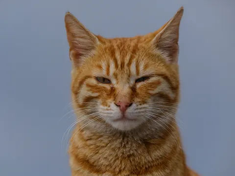 猫咪 4K壁纸 · animals · 3840×2880