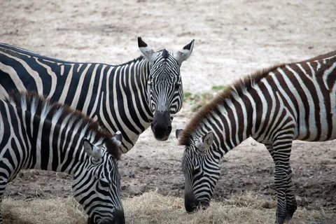 ज़ेब्रा 4K वॉलपेपर · animals · 3840×2560