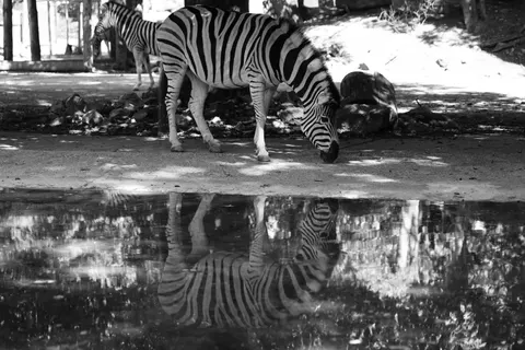 ज़ेब्रा 4K वॉलपेपर · animals · 3840×2560