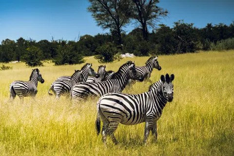 ज़ेब्रा 4K वॉलपेपर · animals · 3840×2561