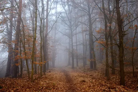 Foggy Forest 4K Wallpaper · nature · 3840×2561