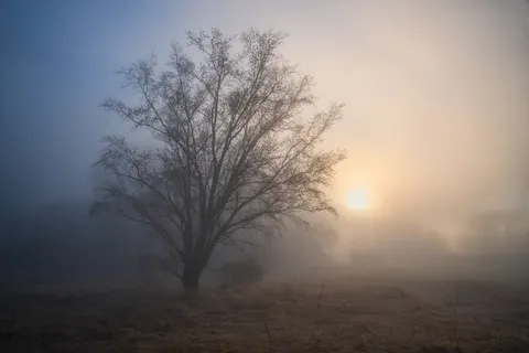 Foggy Forest 4K Wallpaper · nature · 3840×2560