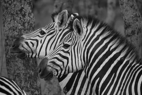斑馬 4K桌布 · animals · 3840×2560