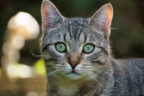 Fond d'écran Chat 4K · animals · 3840×2560