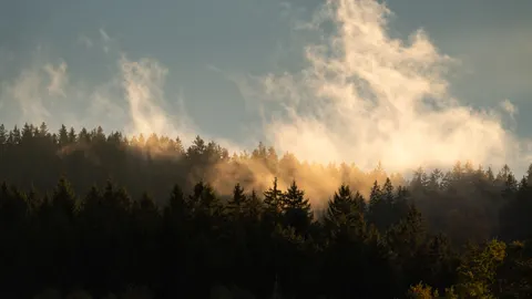 안개 낀 숲 4K 배경화면 · nature · 3840×2160