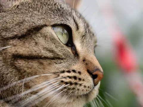 Fondo de pantalla Gato 4K · animals · 3840×2880