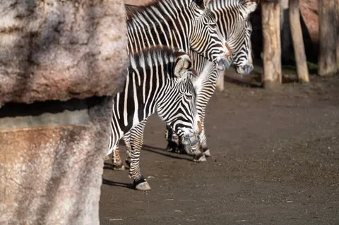 ज़ेब्रा 4K वॉलपेपर · animals · 3840×2555
