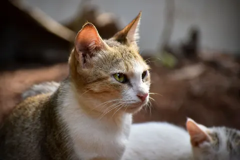 Fond d'écran Chat 4K · animals · 3840×2560