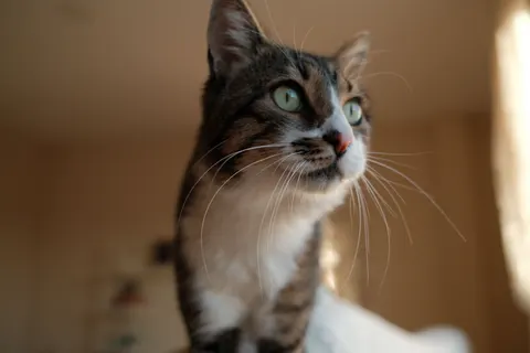 Katze 4K Hintergrundbild · animals · 3840×2560