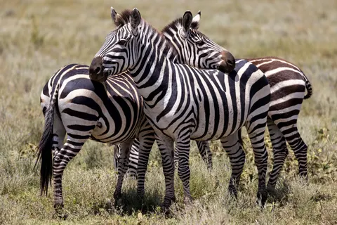 ज़ेब्रा 4K वॉलपेपर · animals · 3840×2561