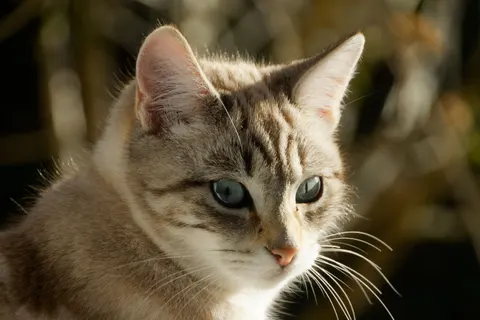 Katze 4K Hintergrundbild · animals · 3840×2560