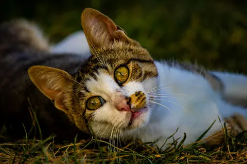 Papel de parede Gato 4K · animals · 3840×2560