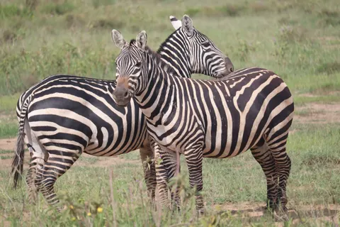 ज़ेब्रा 4K वॉलपेपर · animals · 3840×2560