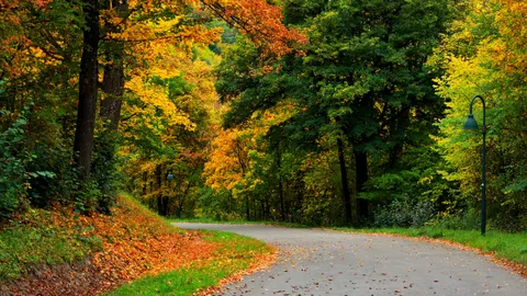 Fondo de pantalla Bosque de otoño 4K · nature · 3840×2158