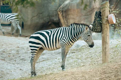 ज़ेब्रा 4K वॉलपेपर · animals · 3840×2560