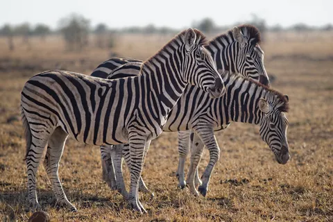 ज़ेब्रा 4K वॉलपेपर · animals · 3840×2563