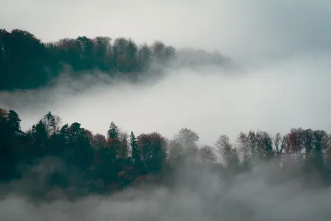 Fondo de pantalla Bosque con niebla 4K · nature · 3840×2561