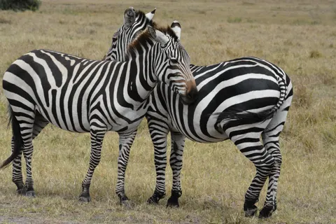 ज़ेब्रा 4K वॉलपेपर · animals · 3840×2560