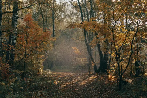 Fondo de pantalla Bosque de otoño 4K · nature · 3840×2560