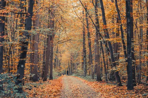 Fond d'écran Forêt d'automne 4K · nature · 3840×2560