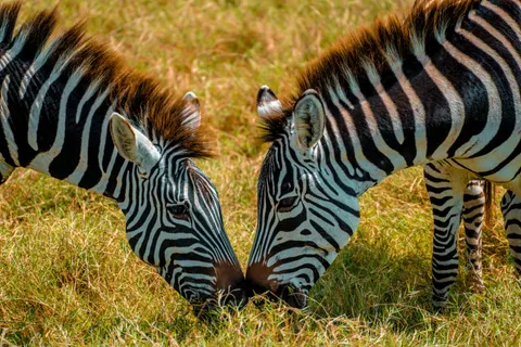Zebra 4K Wallpaper · animals · 3840×2560