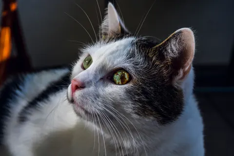 猫咪 4K壁纸 · animals · 3840×2560