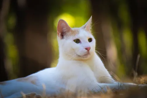 خلفية قطة بدقة 4K · animals · 3840×2560