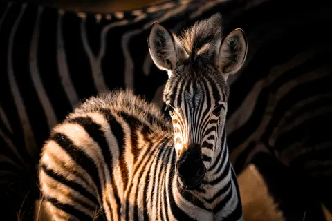 ज़ेब्रा 4K वॉलपेपर · animals · 3840×2560