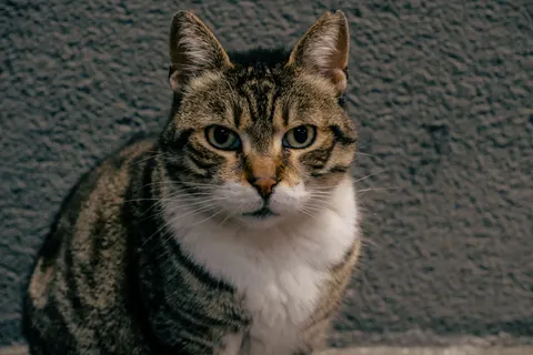 Cat 4K Wallpaper · animals · 3840×2560