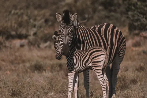 ज़ेब्रा 4K वॉलपेपर · animals · 3840×2560