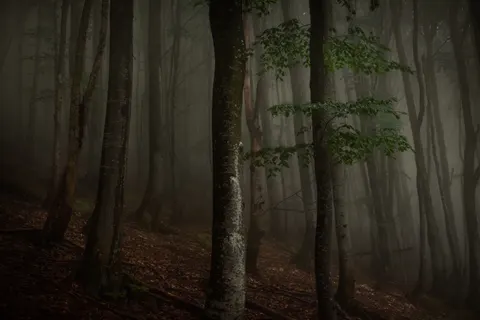 안개 낀 숲 4K 배경화면 · nature · 3840×2560