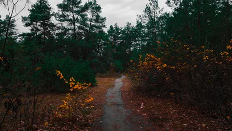 Herbstwald 4K Hintergrundbild · nature · 3840×2160