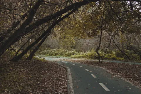 Fondo de pantalla Bosque de otoño 4K · nature · 3840×2560