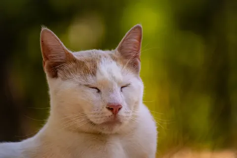 Fondo de pantalla Gato 4K · animals · 3840×2560