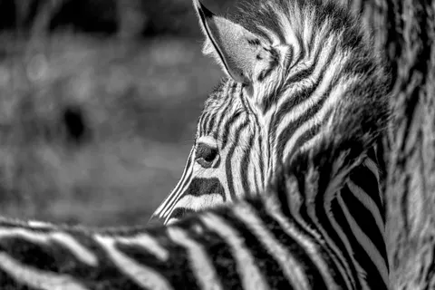 Sfondo Zebra 4K · animals · 3840×2558