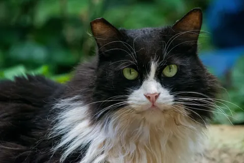 Fond d'écran Chat 4K · animals · 3840×2560