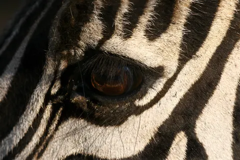 Wallpaper Zebra 4K · animals · 3840×2563