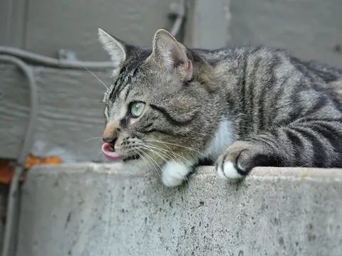 猫咪 4K壁纸 · animals · 3840×2882