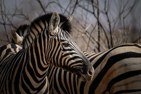ज़ेब्रा 4K वॉलपेपर · animals · 3840×2560
