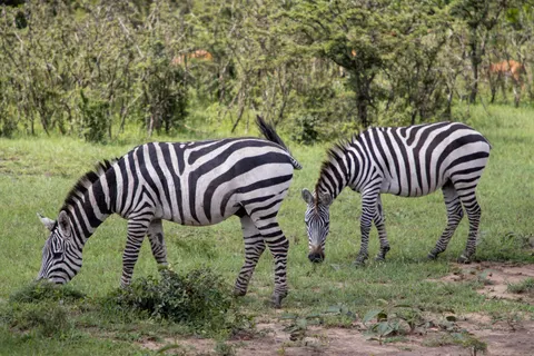 ज़ेब्रा 4K वॉलपेपर · animals · 3840×2560