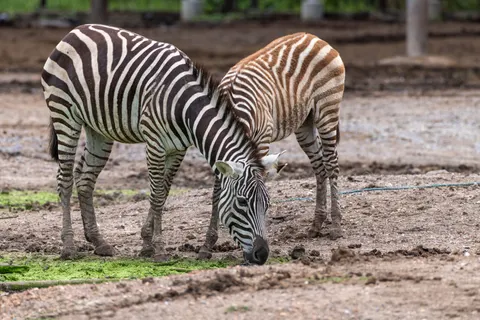 ज़ेब्रा 4K वॉलपेपर · animals · 3840×2560