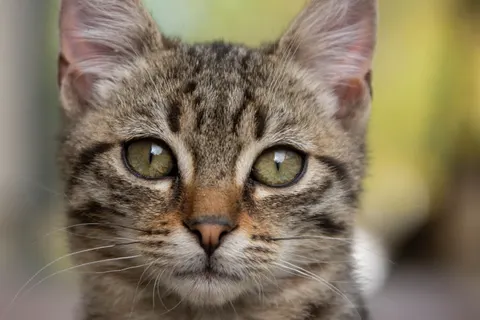 猫咪 4K壁纸 · animals · 3840×2560