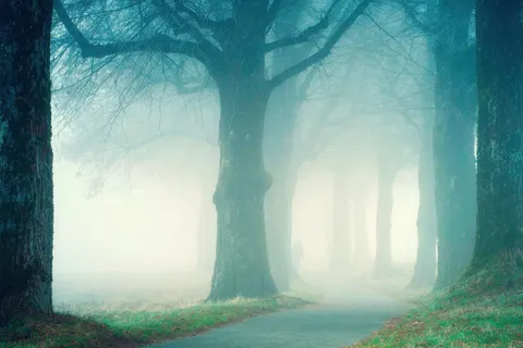 Fondo de pantalla Bosque con niebla 4K · nature · 3840×2560