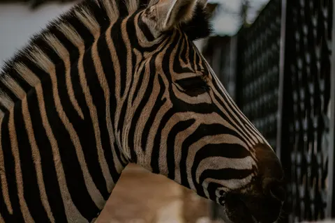 ज़ेब्रा 4K वॉलपेपर · animals · 3840×2560