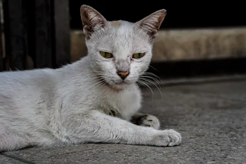 Cat 4K Wallpaper · animals · 3840×2560