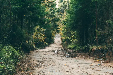 Fondo de pantalla Bosque de otoño 4K · nature · 3840×2560
